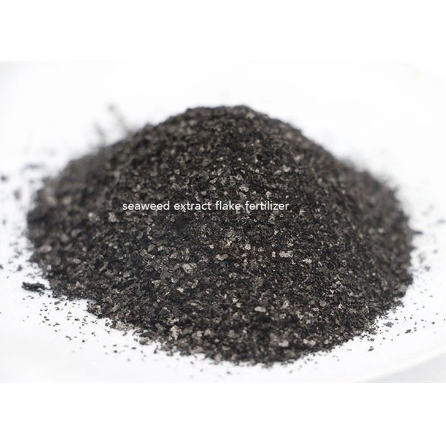 Seaweed Extract Powder Fertilizer